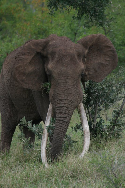 Past Tusker - Hlanganini - Page 4 - SANParks.org Forums