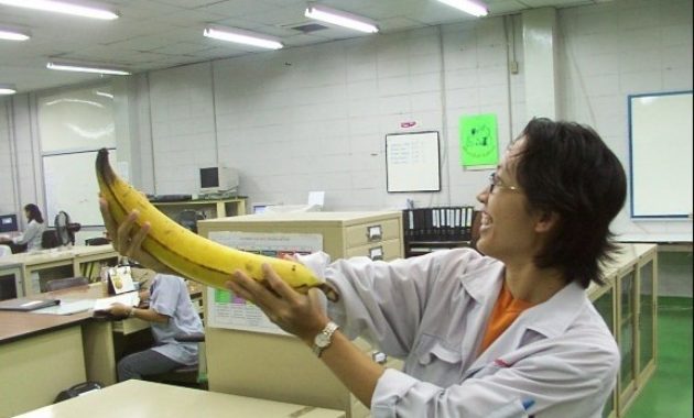 Buah pisang terbesar di dunia