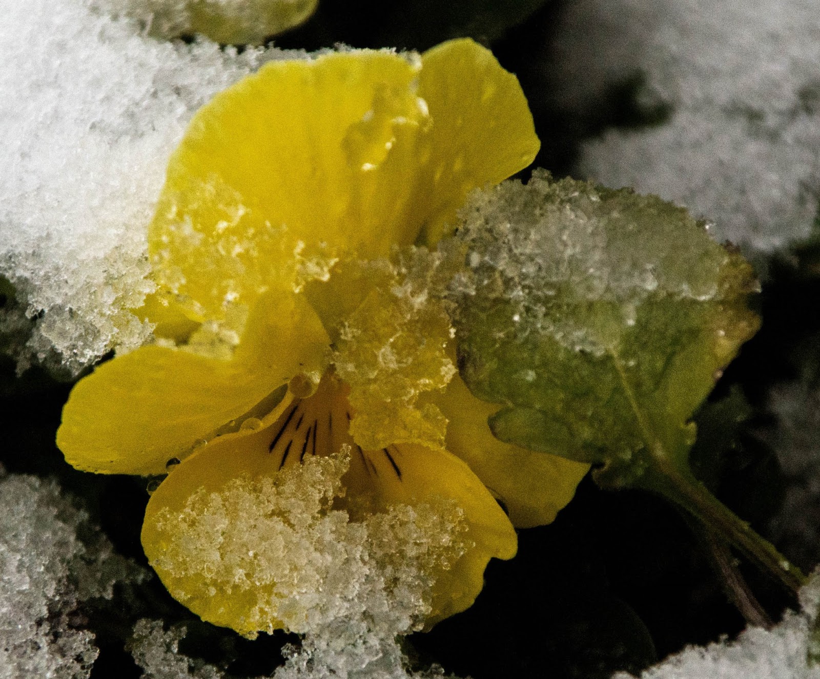Gardening in the Heart of Virginia Growing Pansies, Virginia Style
