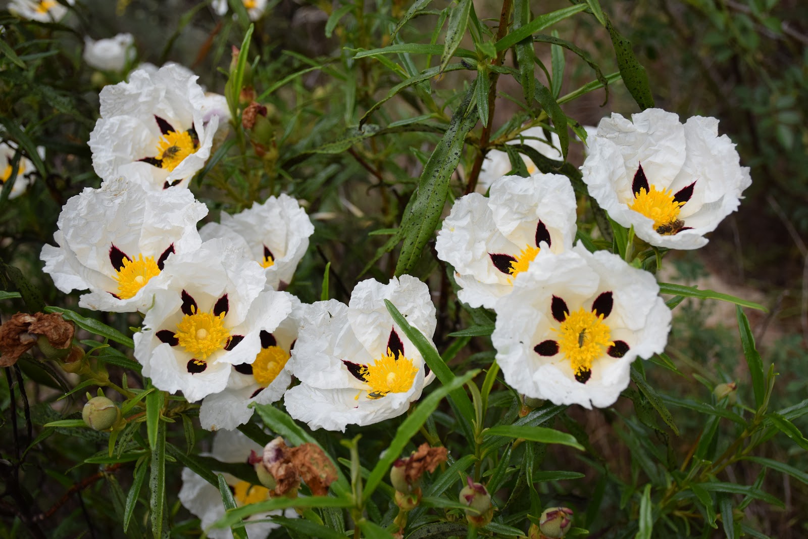 Resultado de imagen para FLORES SILVESTRES