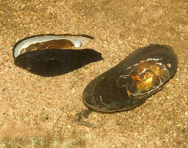 почему исчезает жемчужница европейская. добыча жемчуга. обыкновенная жемчужница красная книга. жемчужница миддендорфа. перловица моллюск жемчуг.