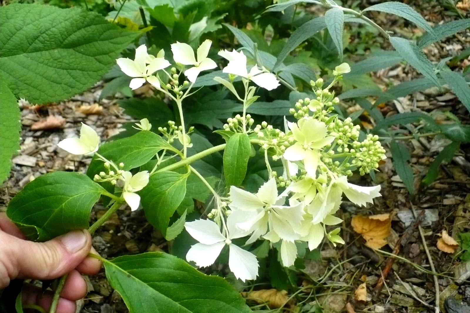 Hydrangea, Hortensja Hydrangea paniculata (Hortensja bukietowa
