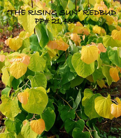 The Rising Sun Redbud - Jackson Nursery