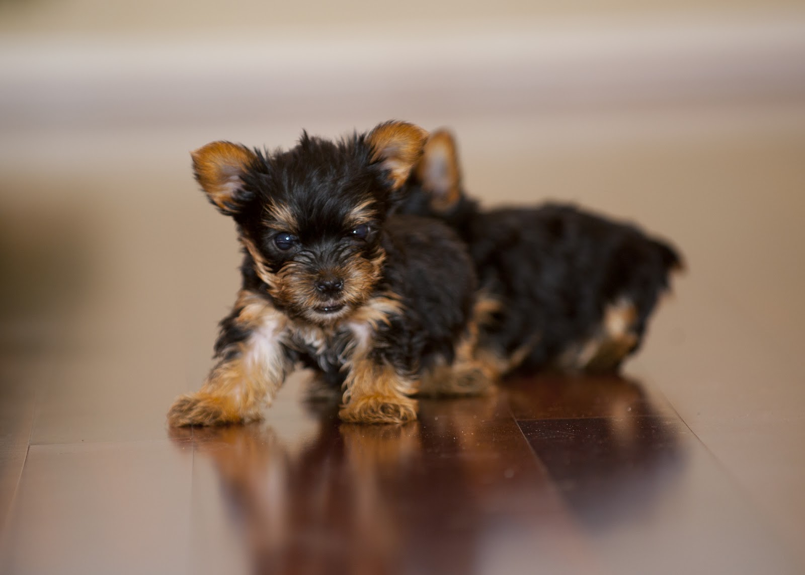 Arizona Teacup Yorkies Puppies at 6 Weeks