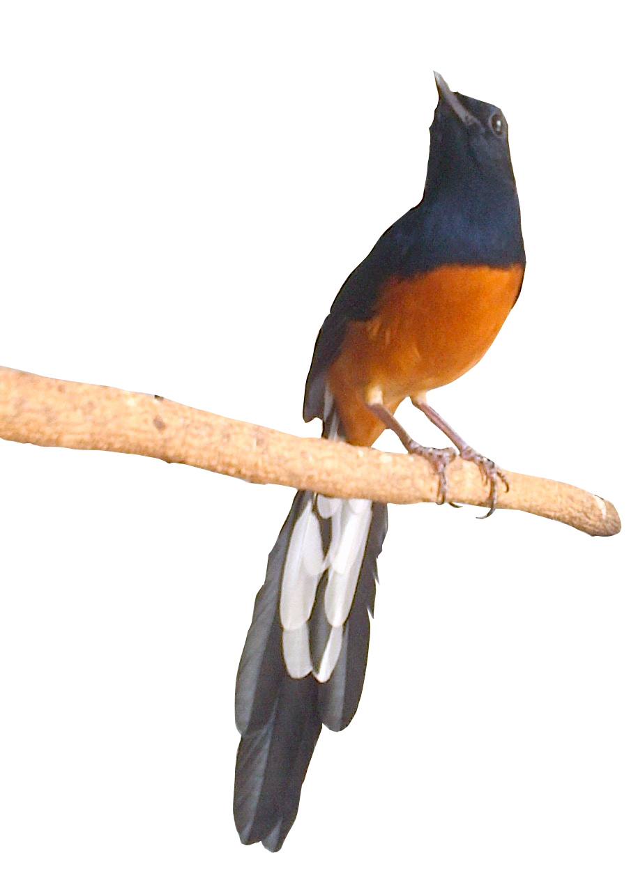  Gambar PNG Gambar Burung 