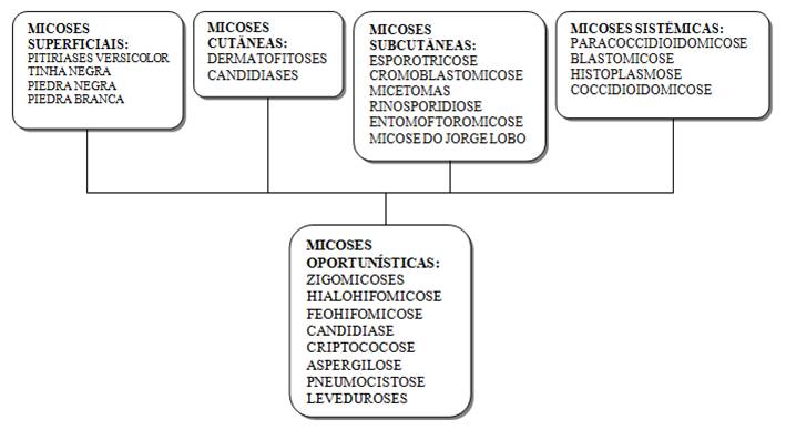 Descreva Como São Classificadas As Micoses E Cites Dois Exemplos