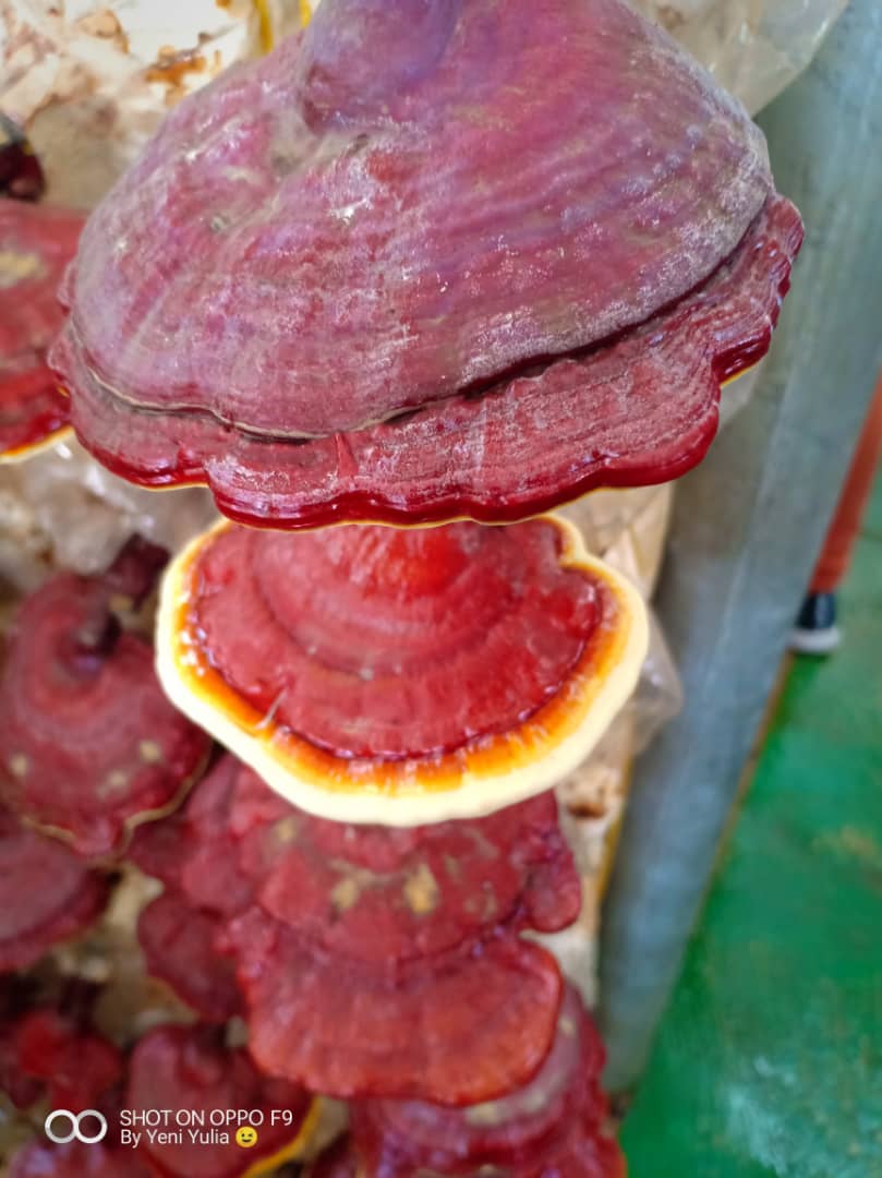 reishi ayuda a la erección