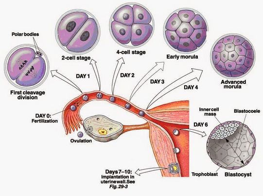 Top Populer Hasil Fertilisasi Pada Kerbau Adalah, Istimewa!