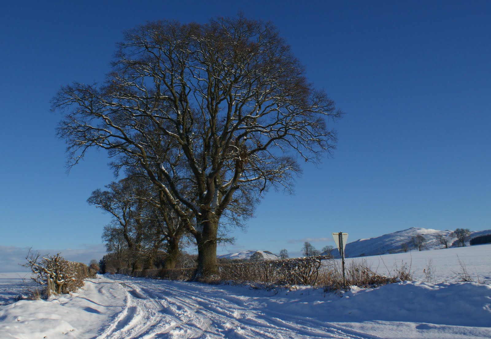 Tour Scotland Tour Scotland Winter Photographs Trees Snow Covered