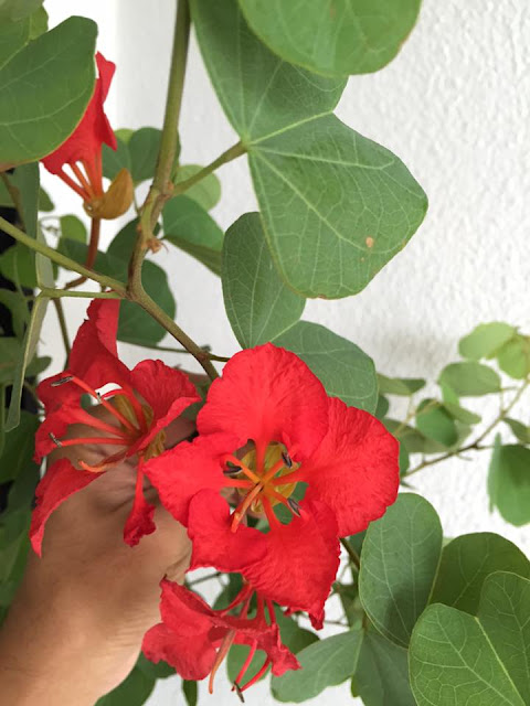 Bauhinia Galpinii, Beautiful Bright Red Flower