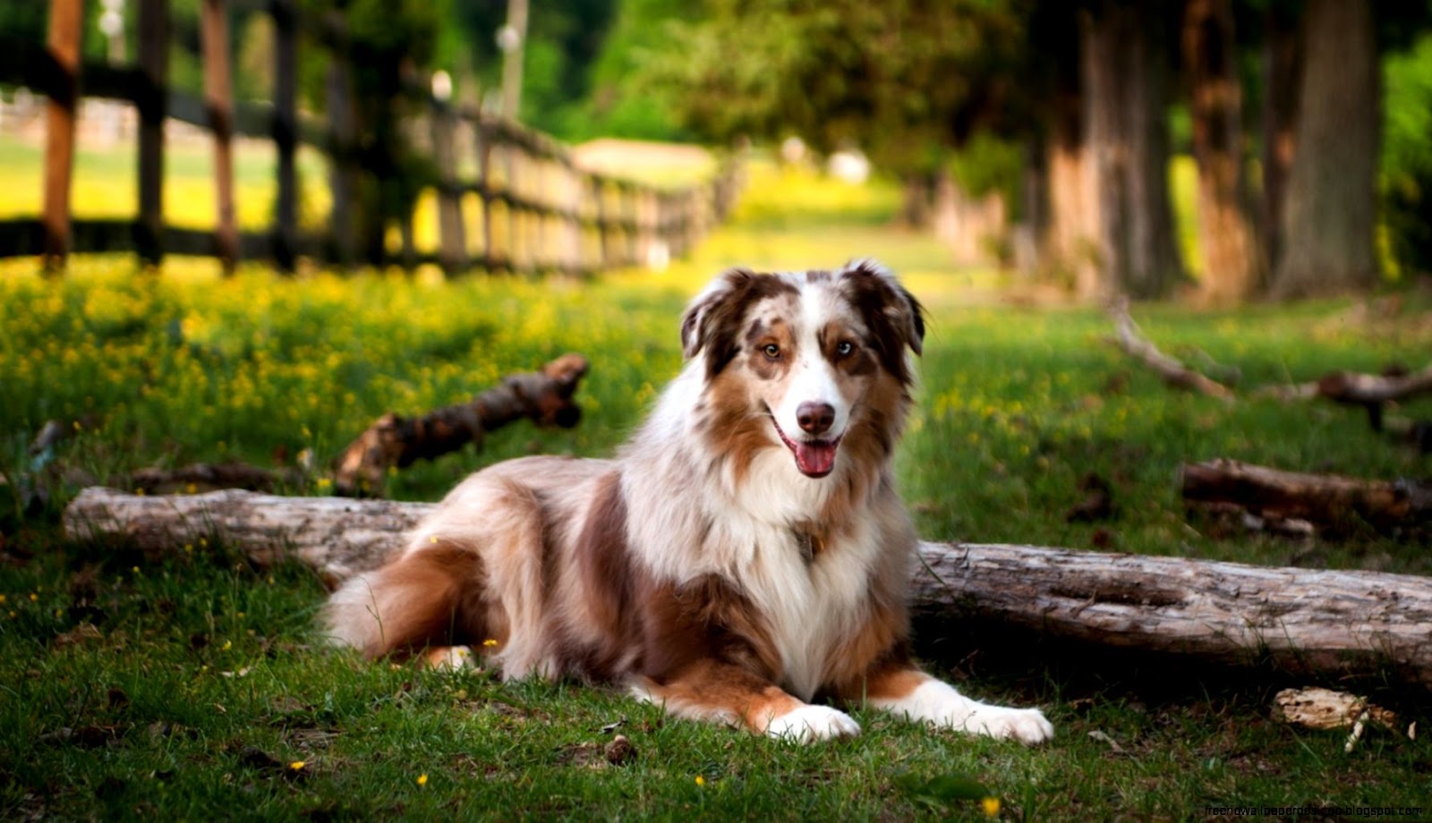 Australian Shepherd Dog