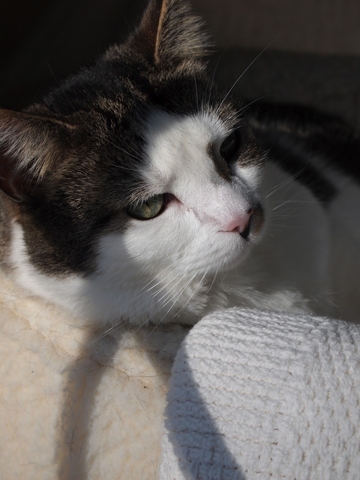 Rhetoric and Civic Life: ASPCA Pathos