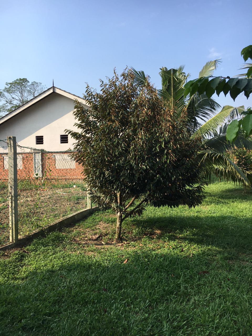 Pokok Durian Duri Hitam : Nikmati Wisata Kebun Durian Di Garut, Bisa