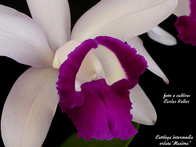 Orquídeas, nossas flores...: CATTLEYA INTERMEDIA ORLATA
