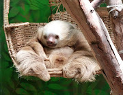 Two Toed Sloth two toed sloth 