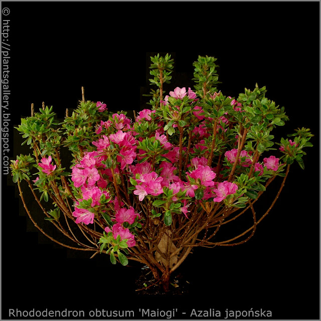 Rhododendron obtusum 'Maiogi' - Azalia japońska 'Maiogi' pokrój