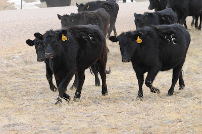 black Angus heifers on the Nimmo Ranch