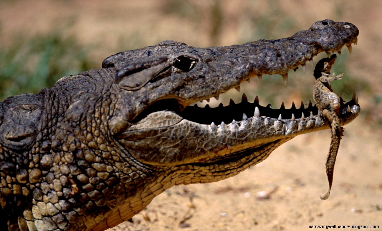 Mother Crocodile  Crocodile Carrying Babies  DK Find Out