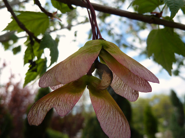 Red Maple Samaras in Spring