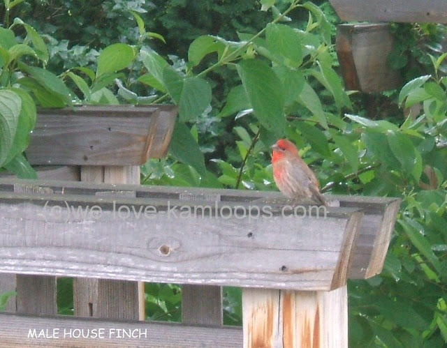 These finch visit our yard often