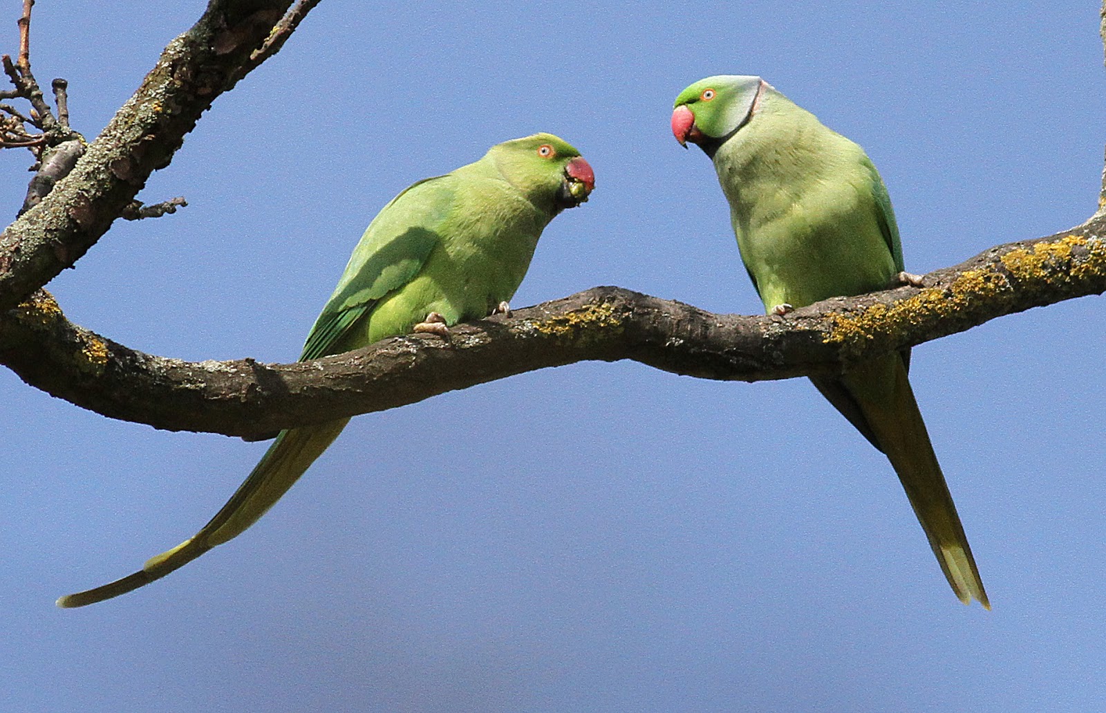 Brian's birding blog: Ring Necked Parakeet at Richmond Park