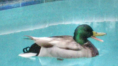 Duck In A Swimming Pool