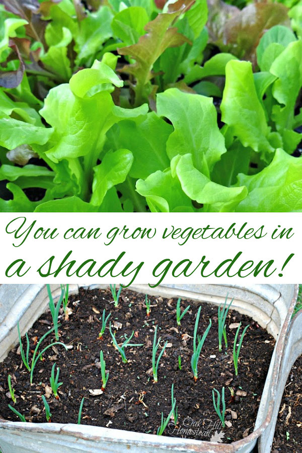 How To Grow Vegetables In A Shady Garden Oak Hill Homestead