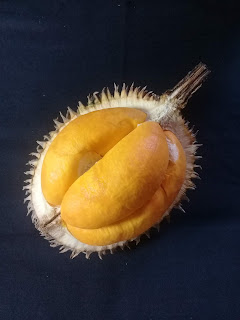 buah papakin dengan daging buah berwarna oranye buah papakin dari kalimantan