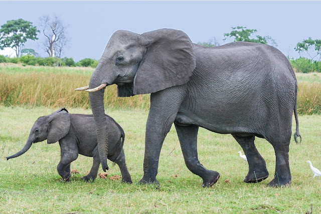 gajah 