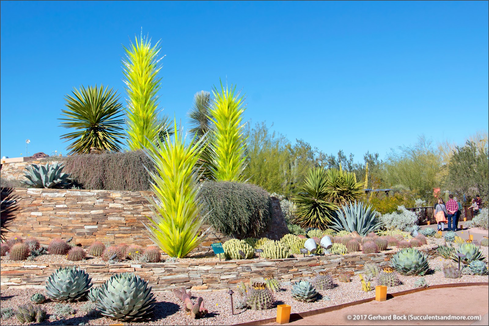 Desert Botanical Garden, Dec 2016 (part i of 3)