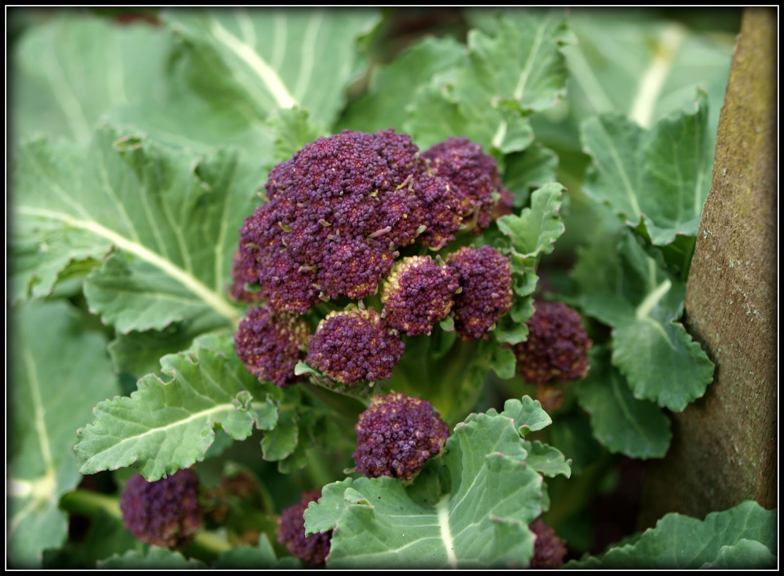 Mark's Veg Plot The Broccoli nears harvesttime