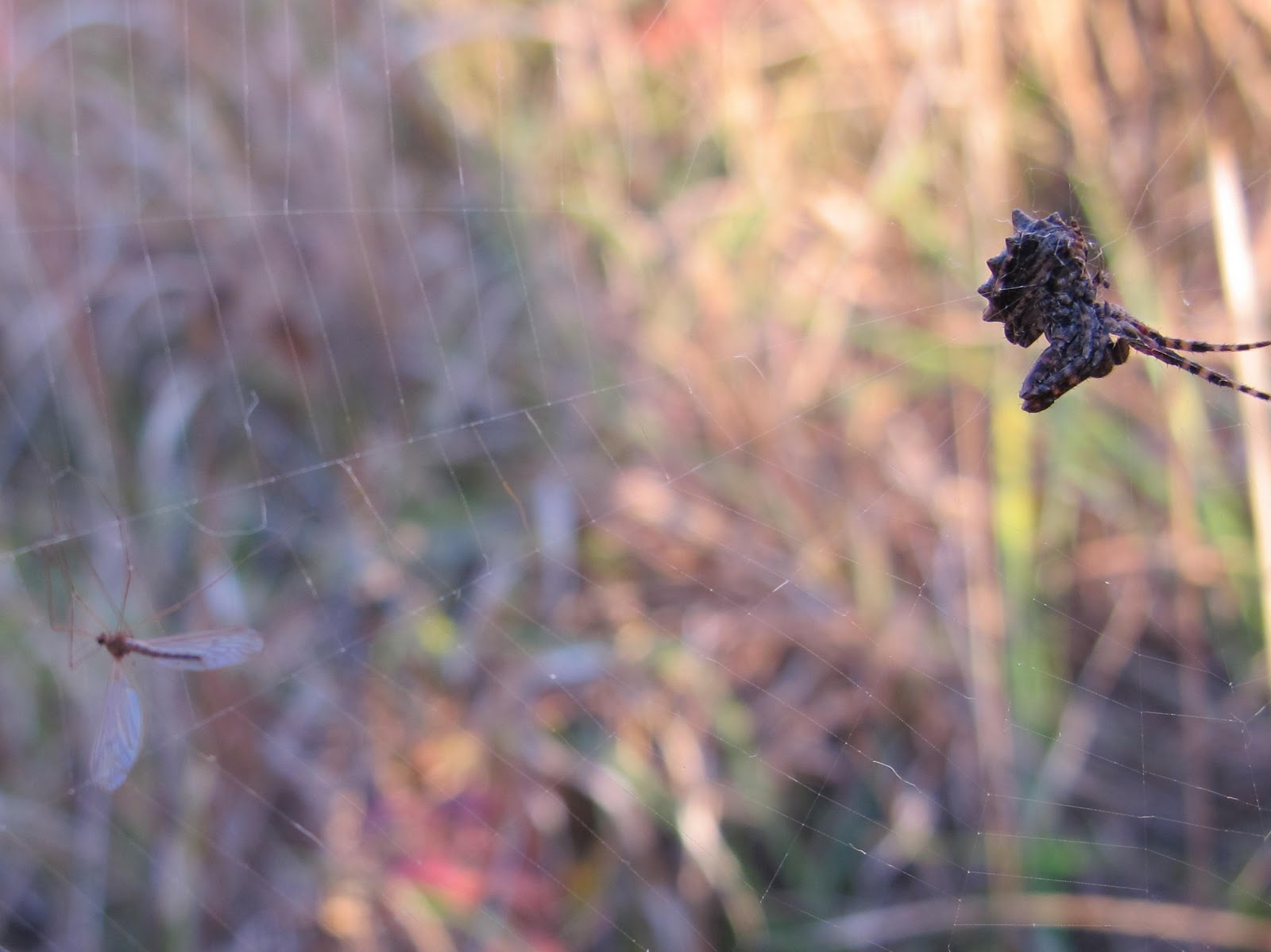 Blue Jay Barrens Insect Swarm