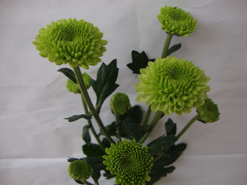 Bunga Krisan Nongkojajar: Aneka Macam Bunga Krisan