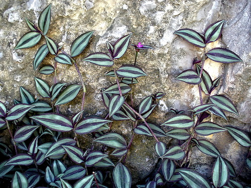 Комнатные растения: Традесканция (Tradescantia)