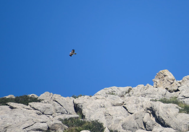 Booted Eagle - Boquer Valley, Mallorca Booted Eagle - Boquer Valley, Mallorca