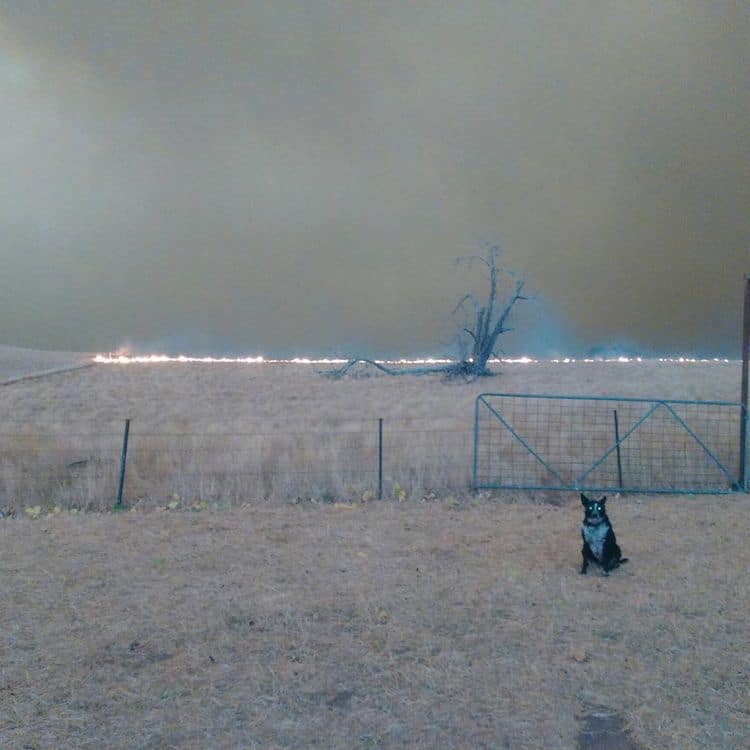 Patsi, A Brave Dog, Rescued 900 Sheep From The Deadly Flames In Australia