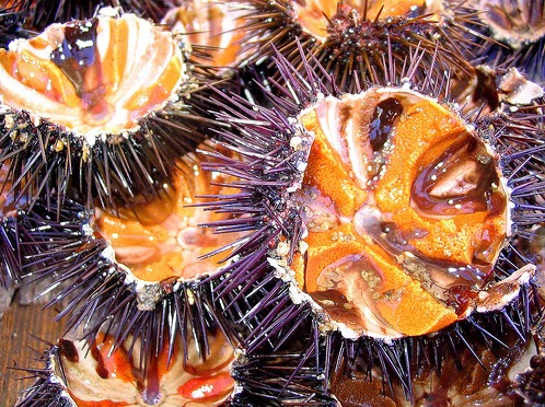 Best Vietnamese Sea Urchin Porridge Food (Chao Nhim Bien)