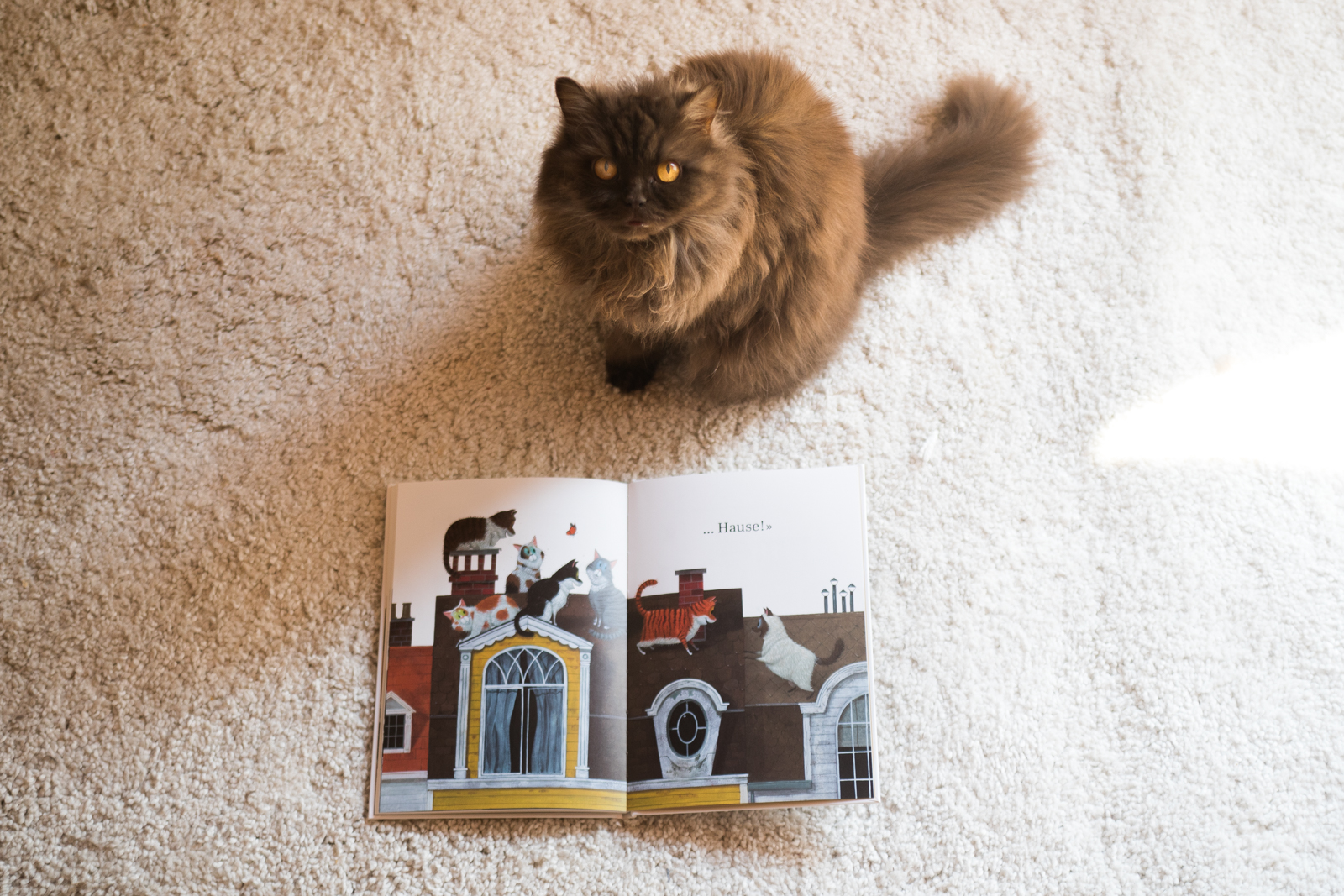 Leo Timmers, EIn Haus für Harry, Fotografie, Katzen, Britisch Kurzhaar