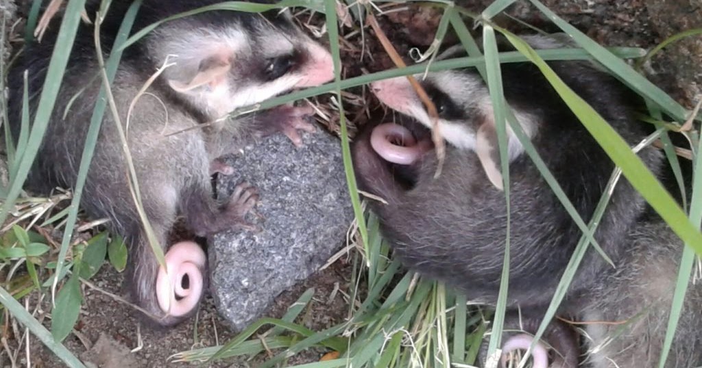 Não confunda timbu com rato, que é marsupial e semeador | Panorama Eco