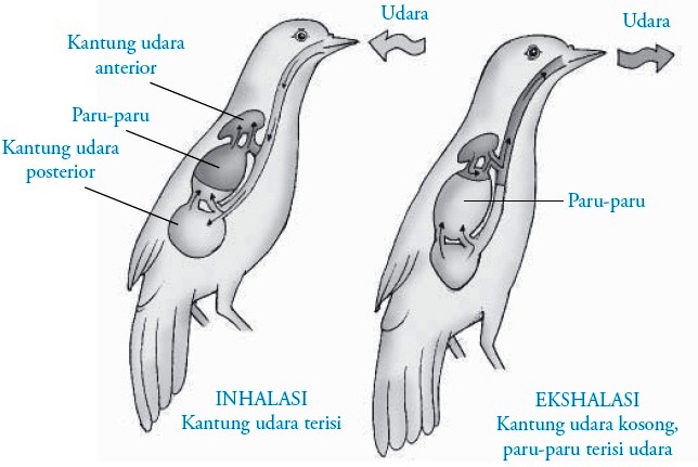 Sistem Pernapasan pada Burung (Aves)