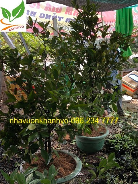 Cherry từ nam mỹ, trồng tốt tại VN. Cherry-brazil-trong-chau