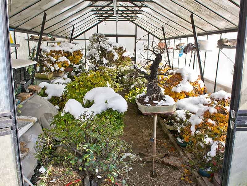 Walter Pall Bonsai Adventures full greenhouse