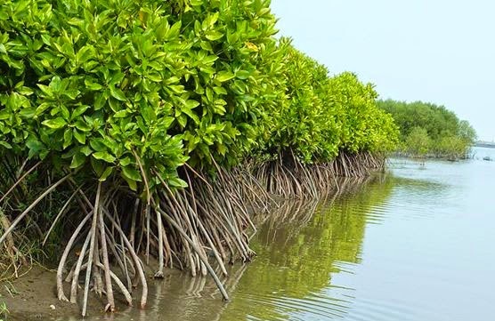 Hutan bakau, sawah, kebun, sungai, terumbu karang, dan laut merupakan contoh keanekaragaman hayati tingkat