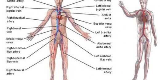 Bilgievlerim Anatomi Nedir