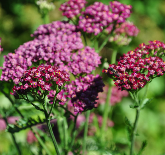 Three Dogs in a Garden: Yarrow: A perennial that can handle Heat