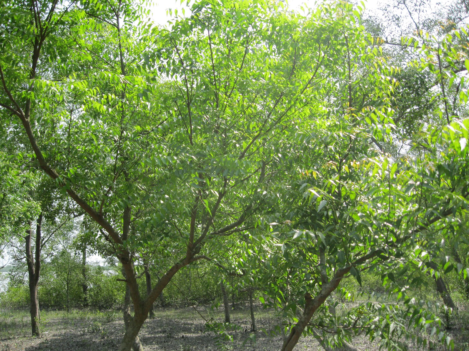 Beauties of Bangladesh: Sundarban
