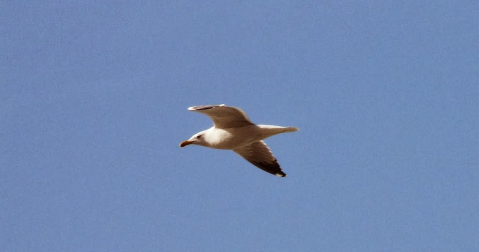 gaviota volando sobre la playa de sopelana