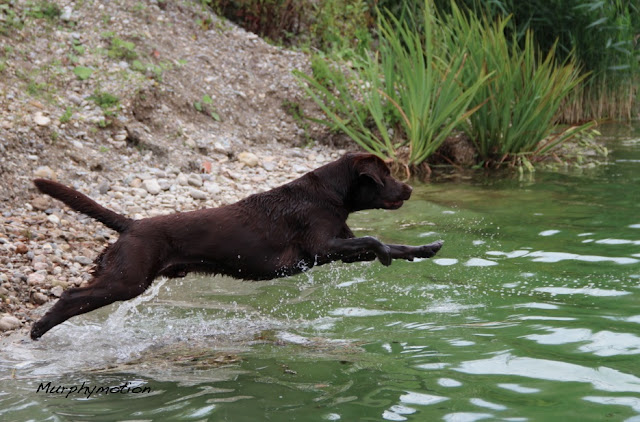 Murphinos Paw Der Hund, das Dummy und das Wasser