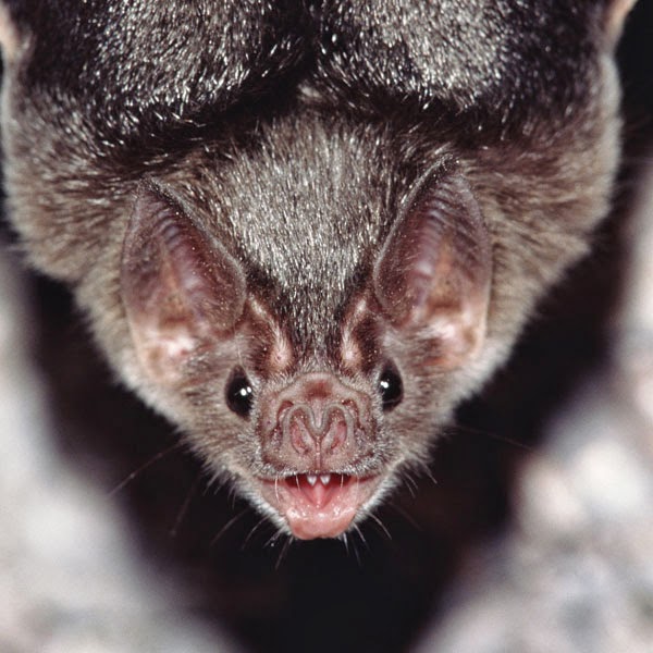 AVEEK- Blogs: Vampire bats
