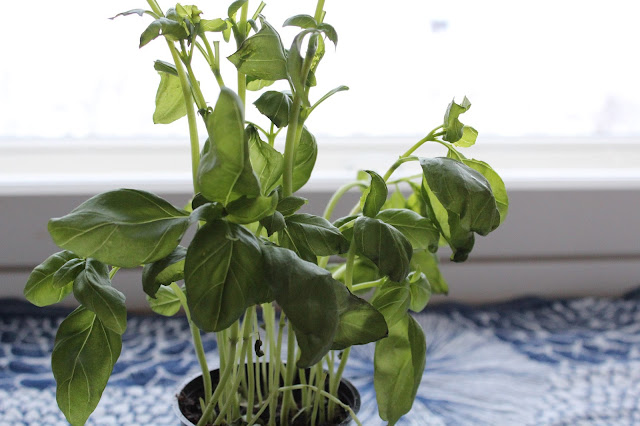 basil2